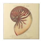 Vintage Red Conch Shell Tile<br><div class="desc">In this vivid image,  you can see in vintage natural and unique style of the red Conch shell up close. This unique type of art has black and red shading to accent the spiralling of this conch shell. Get this conch shell with an sepia background on your product today.</div>