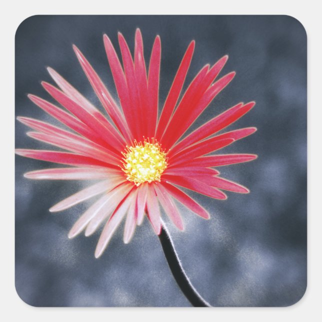 Vintage Red Daisy Flowers Square Sticker (Front)
