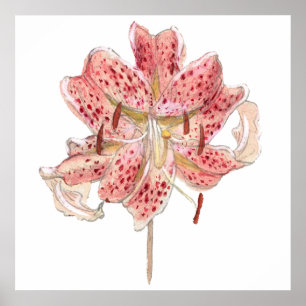 Vintage red flower drawing by Samuel Colman Poster