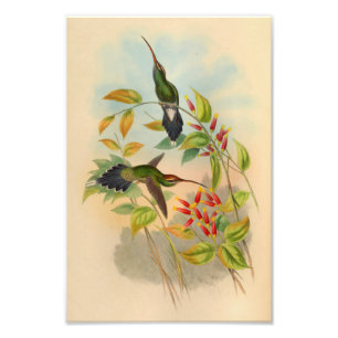 Vintage Red Green Hummingbird Print Flowers