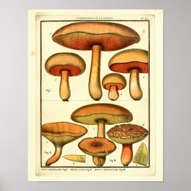 Vintage Red Green Mushrooms French Art Print (Front)