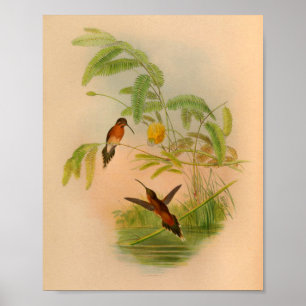 Vintage Red Hummingbird Print Flowers