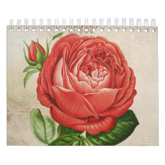 Vintage Red Hybrid Perpetual, Paul Neyron Rose Calendar