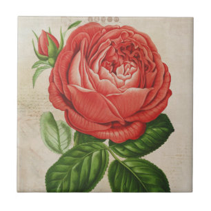Vintage Red Hybrid Perpetual, Paul Neyron Rose Tile