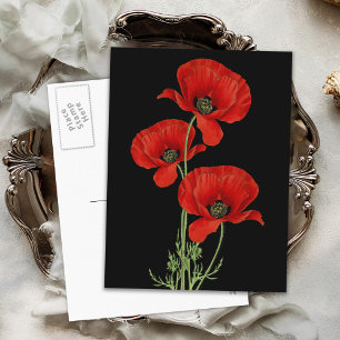 Vintage Red Poppies Botanical Postcard