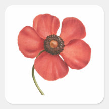 Vintage red poppy botanical square sticker 