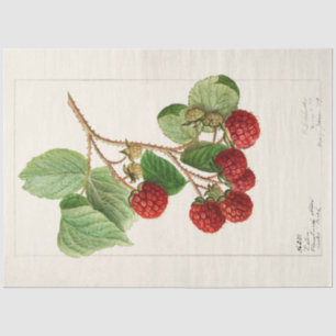 Vintage Red Raspberries by Ellen Schutt Tissue Paper