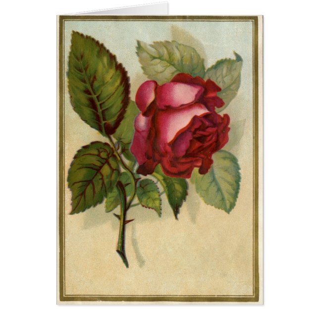 Vintage Red Rose (Front)