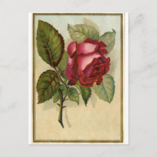 Vintage Red Rose Postcard