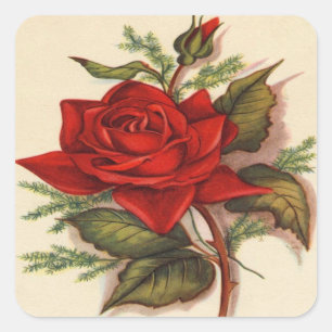 Vintage, Red Rose, Wife Birthday Square Sticker