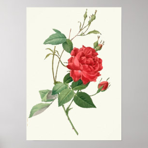 Vintage Red Roses Botanical Print