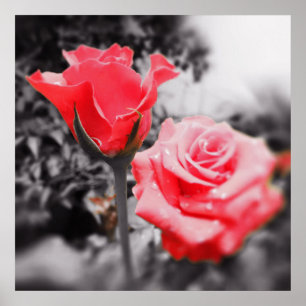 Vintage Red Roses Poster