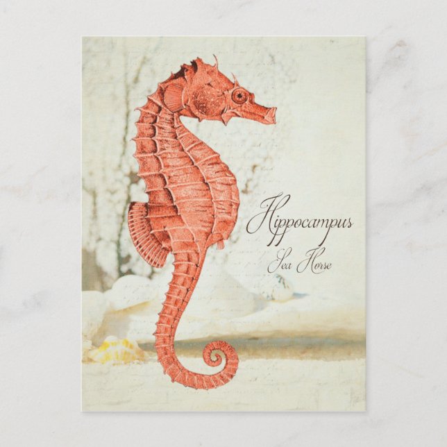 Vintage Red Sea Horse Postcard (Front)