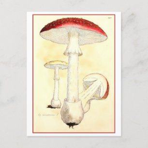 Vintage Red Toadstool / Mushroom Illustration Postcard