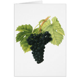 Vintage Red Wine Organic Grape Cluster, Food Fruit
