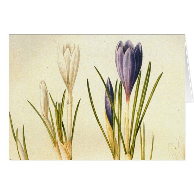 Vintage Redoute Crocus Greeting Card (Front Horizontal)