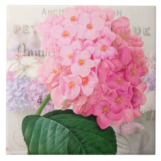 Vintage Redoute Pink Hydrangea Ceramic Tile (Front)