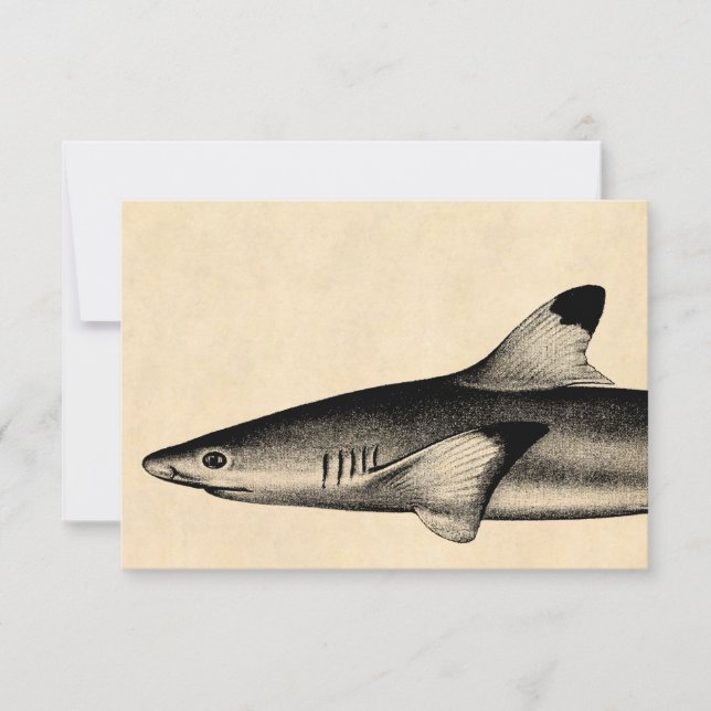 Vintage Reef Shark Illustration Black Tipped (Front)