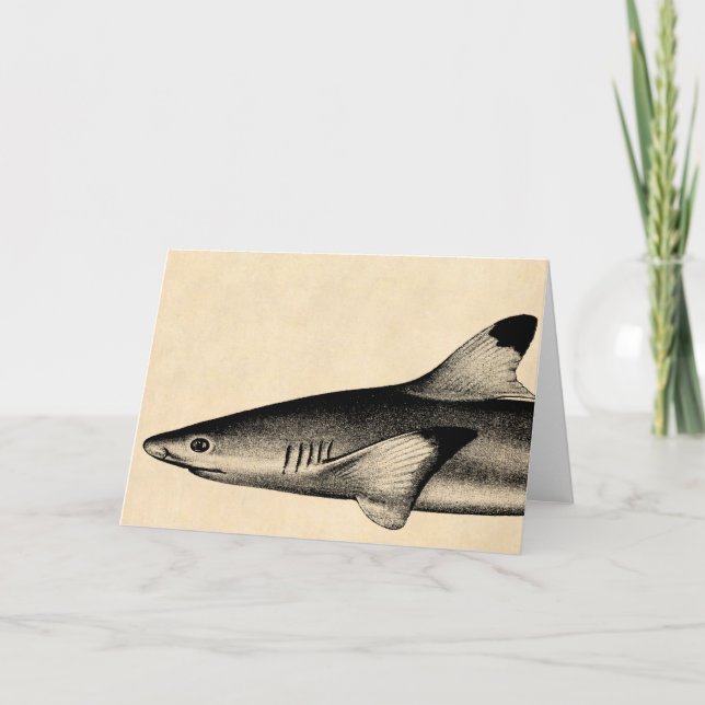 Vintage Reef Shark Illustration Black Tipped Card (Front)