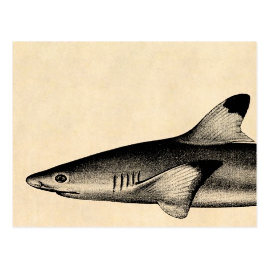 Vintage Reef Shark Illustration Black Tipped Postcard