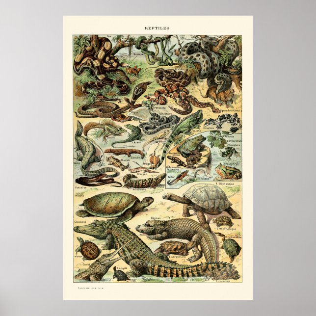 Vintage Reptiles by Adolphe Millot Poster (Front)