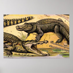 Vintage Reptiles Illustration by Adolphe Millot Poster