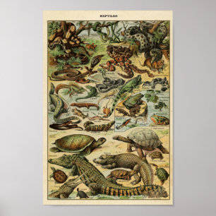 Vintage Reptiles Illustration Poster