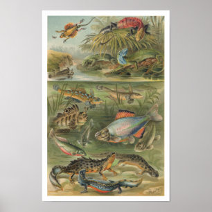 Vintage Reptiles Lizards Fish Poster