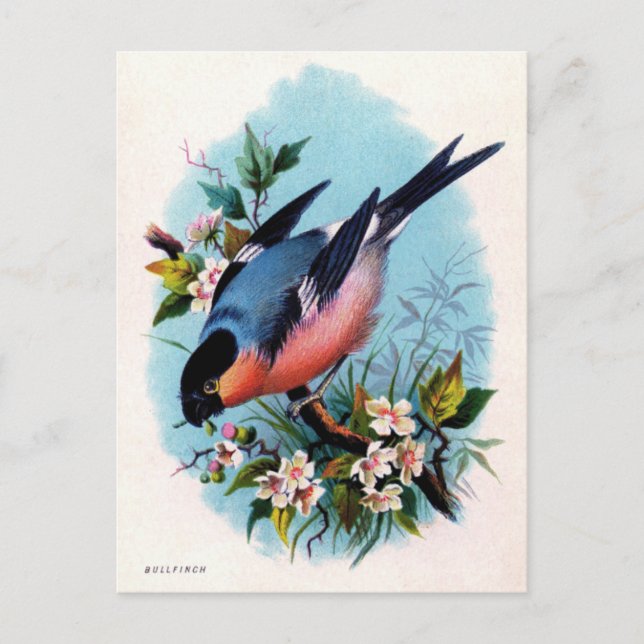 Vintage Retro Bird on a Branch Postcard (Front)