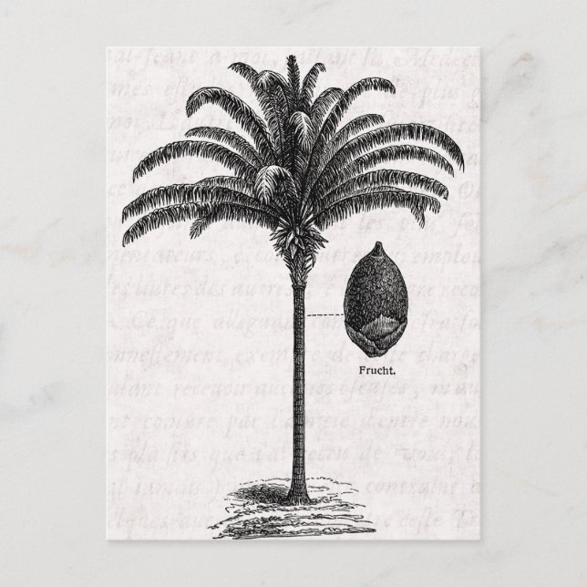 Vintage Retro Brazilian Palm Tree Template Palms Postcard (Front)