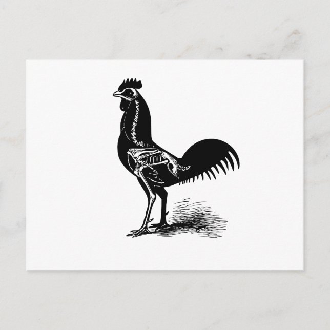 Vintage Retro Chicken Anatomy Sketch Postcard (Front)