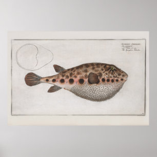 Vintage Retro Puffy Fish Zoological Drawing  Poster