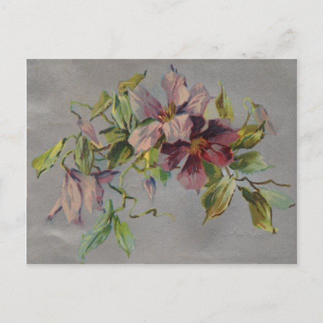 Vintage Retro Purple Iris Postcard (Front)