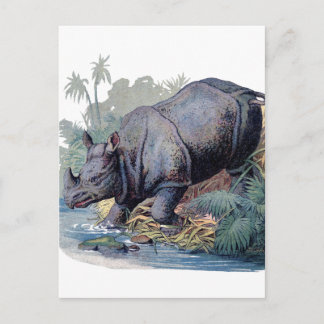 Vintage Rhino Postcard