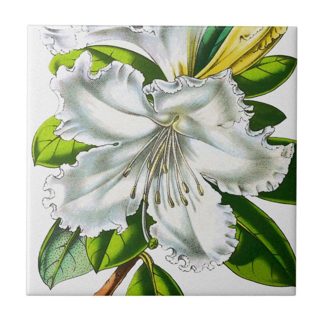 Vintage Rhododendron Botanical Ceramic Tile (Front)
