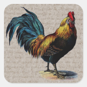 Vintage Rooster and Antique Text Collage - Custom Square Sticker