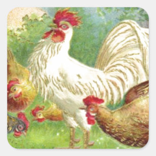 Vintage Rooster and Chickens Square Sticker