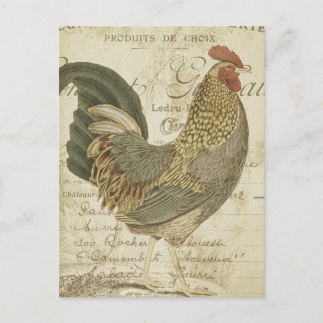 Vintage Rooster Brown Feathers French Ephemera Postcard (Front)