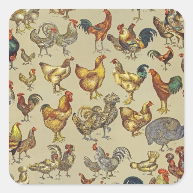 Vintage Rooster Chicken Pattern: Farmhouse Art Square Sticker (Front)