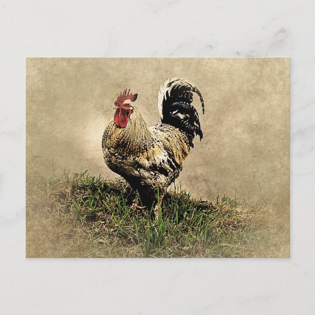 Vintage Rooster in the Grass Postcard (Front)