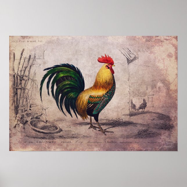 Vintage Rooster Poster or Decoupage Paper (Front)