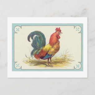 Vintage Rooster Print Postcard