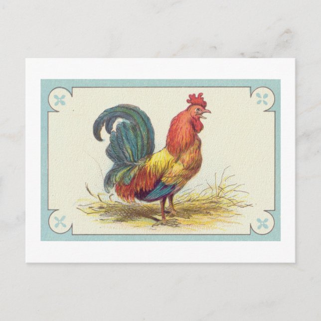 Vintage Rooster Print Postcard (Front)