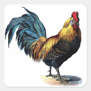 Vintage rooster square sticker