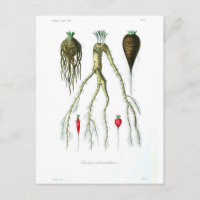 Vintage Root Vegetables Botanical Print