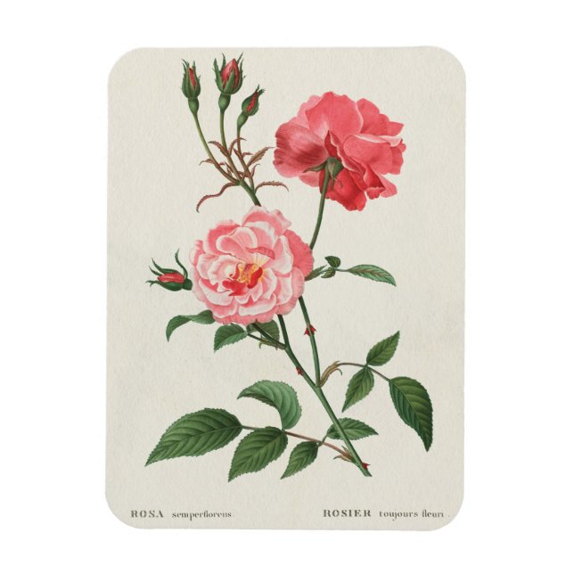 Vintage Rosa Flowers Magnet (Vertical)