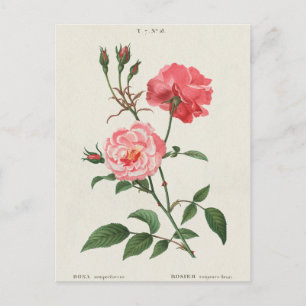 Vintage Rosa Flowers Postcard