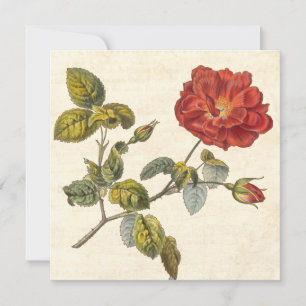 Vintage Rose Botanical Birthday Garden Party Invitation