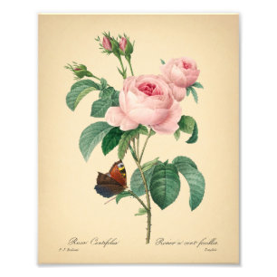 Vintage Rose Butterfly Pink Flower by Redoute Art Photo Print