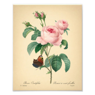 Vintage Rose Butterfly Pink Flower by Redoute Art Photo Print